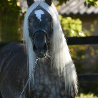 Fino du petit verger gypsians 42