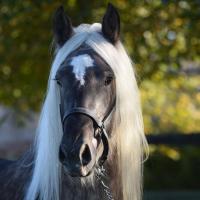 Fino du petit verger gypsians 44