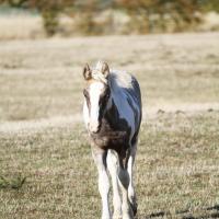Ilex du petit verger 01