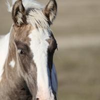 Ilex du petit verger 02