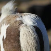 Ilex du petit verger 03