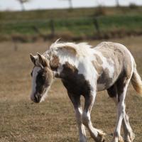 Ilex du petit verger 04