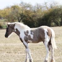 Ilex du petit verger 05