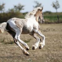 Ilex du petit verger 06