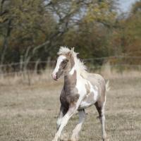 Ilex du petit verger 07