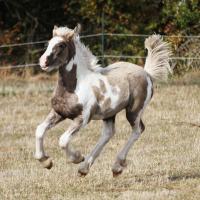 Ilex du petit verger 09