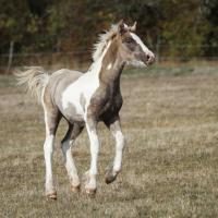 Ilex du petit verger 10