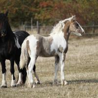 Ilex du petit verger 11