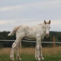 Esta du Petit Verger