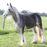 Pepsi, jument irish cob