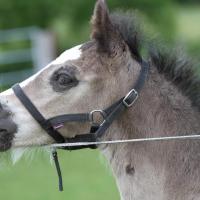 Danko du Petit Verger, poulain gypsian 2013