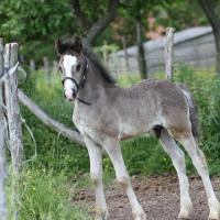 Danko du Petit Verger, poulain gypsian 2013