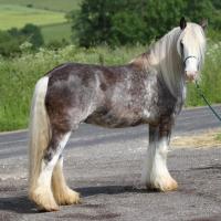 Pepsi, jument irish cob