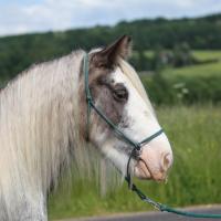 Pepsi, jument irish cob