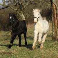 Elton du Petit Verger