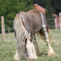 Pepsi, jument irish cob