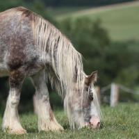 Pepsi, jument irish cob