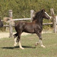 Ciloé du Petit Verger, pouliche gypsianne 2012