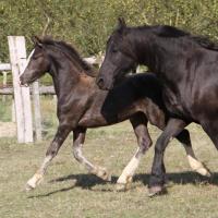 Ciloé du Petit Verger, pouliche gypsianne 2012