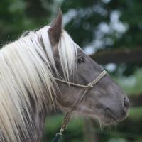 Fino du Petit Verger