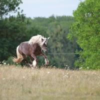 Fino du Petit Verger