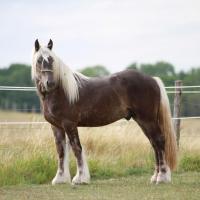 Fino du Petit Verger