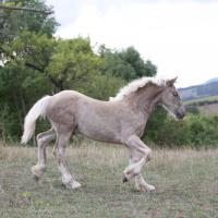 Fino du Petit Verger