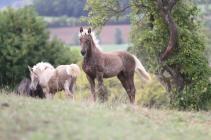 Faro du Petit Verger