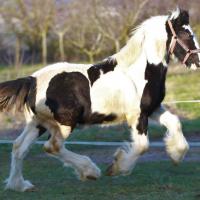 Lohr du petit verger 1t