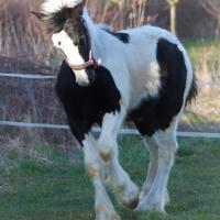 Lohr du petit verger 2