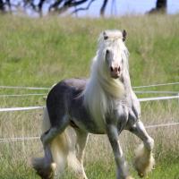 Pride du Petit Verger