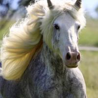 Pride du Petit Verger