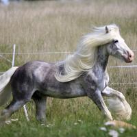 Pride du Petit Verger