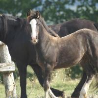 Ciloé du Petit Verger, pouliche gypsianne 2012
