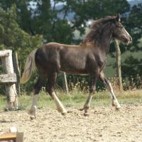 Ciloé du Petit Verger, pouliche gypsianne 2012