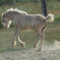 Poulain Silver Dapple