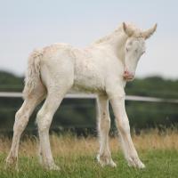 Esta du Petit Verger