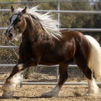 silver-dapple-gypsy-vanner.jpg